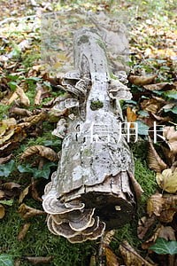 信用卡有人逾期五年吗 信用卡有人逾期五年吗