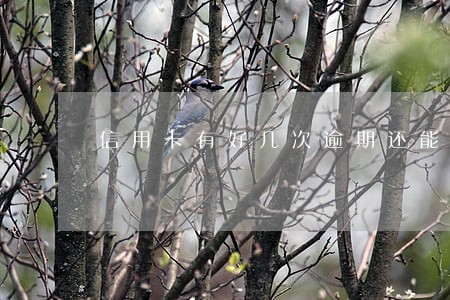 信用卡有好几次逾期还能贷款吗 信用卡有好几次逾期还能贷款吗