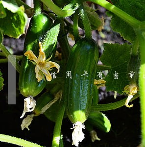 信用卡有当前逾期还能再办新卡吗 信用卡有当前逾期还能再办新卡吗