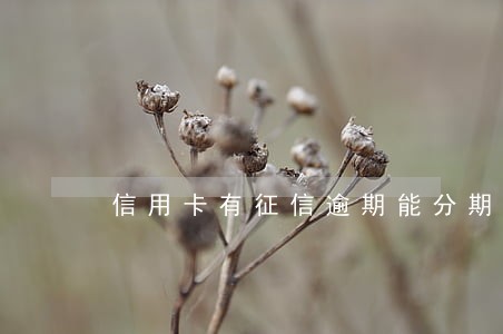信用卡有征信逾期能分期买车吗 信用卡有征信逾期能分期买车吗