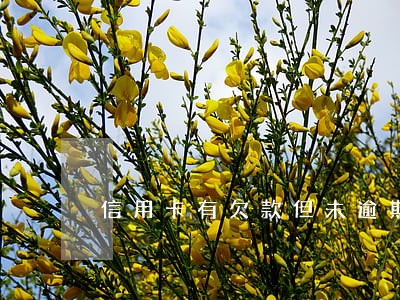 信用卡有欠款但未逾期 信用卡有欠款但未逾期