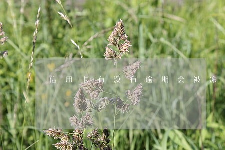 信用卡有没有逾期会被冻结吗 信用卡有没有逾期会被冻结吗