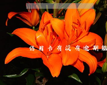 信用卡有没有逾期能办分期吗 信用卡有没有逾期能办分期吗