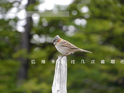 信用卡有过几次逾期还款 信用卡有过几次逾期还款