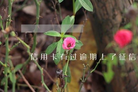 信用卡有过逾期上了征信怎么办
