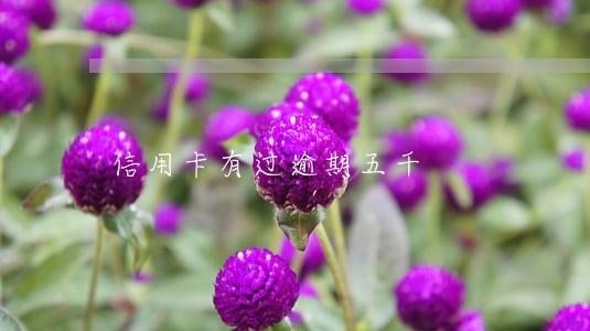 信用卡有过逾期五千