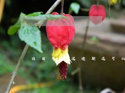 信用卡有过逾期还可以网贷吗 信用卡有过逾期还可以网贷吗