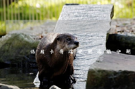 信用卡有过逾期还能分期吗 信用卡有过逾期还能分期吗