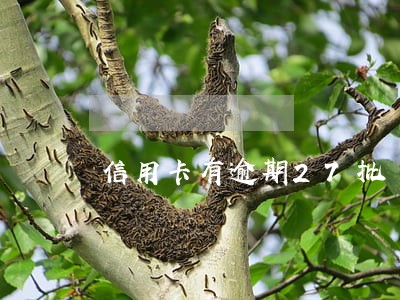 信用卡有逾期27批 信用卡有逾期27批