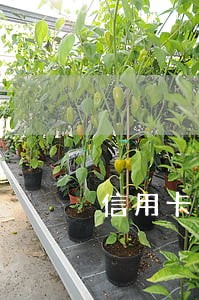 信用卡有逾期60天记录