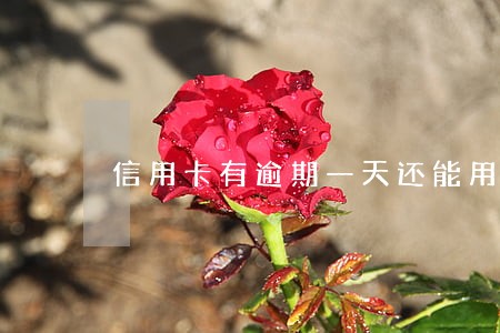 信用卡有逾期一天还能用吗 信用卡有逾期一天还能用吗