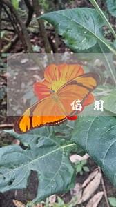 信用卡有逾期一年以上的吗