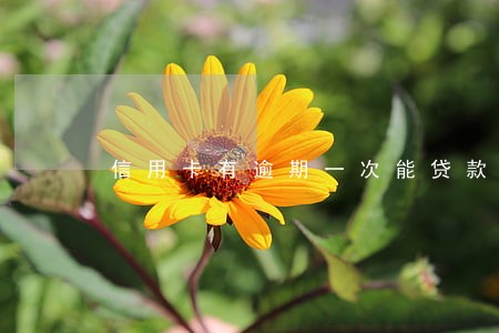 信用卡有逾期一次能贷款买房 信用卡有逾期一次能贷款买房