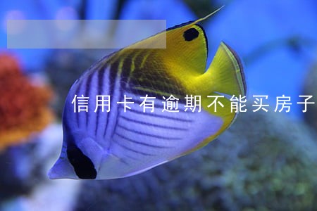 信用卡有逾期不能买房子 信用卡有逾期不能买房子