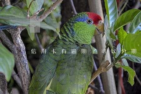 信用卡有逾期了可以分期还吗 信用卡有逾期了可以分期还吗