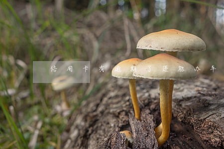 信用卡有逾期了还能办车贷么 信用卡有逾期了还能办车贷么