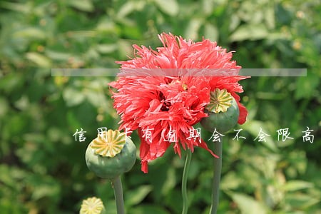 信用卡有逾期会不会限高 信用卡有逾期会不会限高