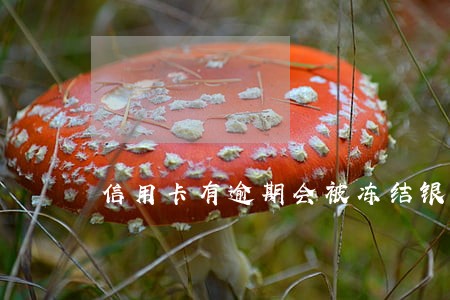 信用卡有逾期会被冻结银行卡吗