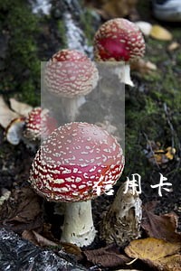 信用卡有逾期但是已经还清