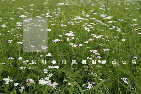 信用卡有逾期但都已还清