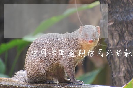 信用卡有逾期信用社贷款 信用卡有逾期信用社贷款