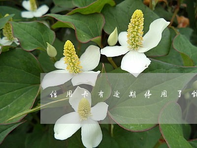 信用卡有逾期停用了能恢复吗 信用卡有逾期停用了能恢复吗