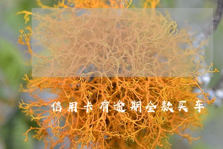 信用卡有逾期全款买车 信用卡有逾期全款买车