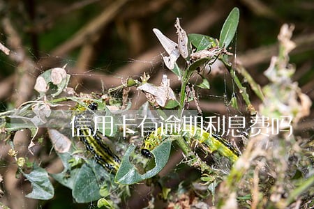 信用卡有逾期利息费吗 信用卡有逾期利息费吗