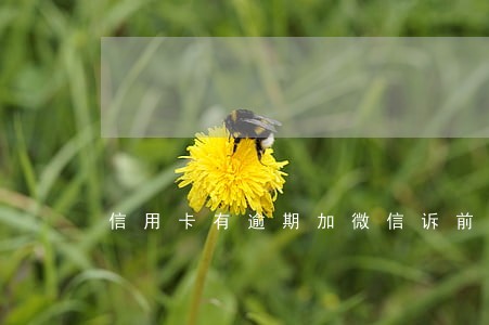 信用卡有逾期加微信诉前调解 信用卡有逾期加微信诉前调解