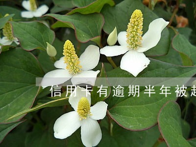信用卡有逾期半年被起诉的吗 信用卡有逾期半年被起诉的吗