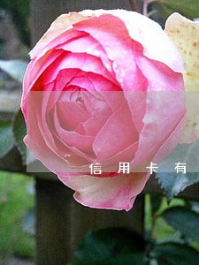 信用卡有逾期卡被冻结了怎么办 信用卡有逾期卡被冻结了怎么办