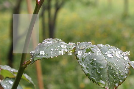 信用卡有逾期可以做担保人吗 信用卡有逾期可以做担保人吗