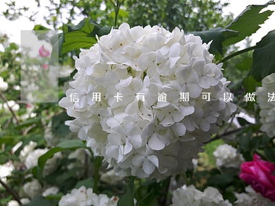 信用卡有逾期可以做法人吗