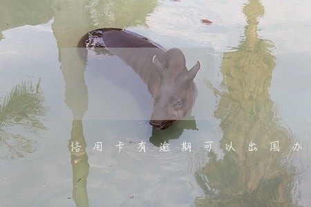 信用卡有逾期可以出国办签证吗 信用卡有逾期可以出国办签证吗
