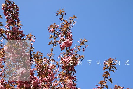 信用卡有逾期可以分期还款吗