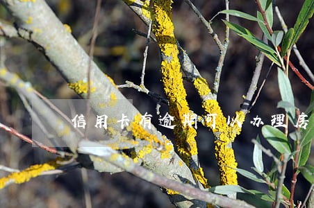 信用卡有逾期可以办理房贷么 信用卡有逾期可以办理房贷么