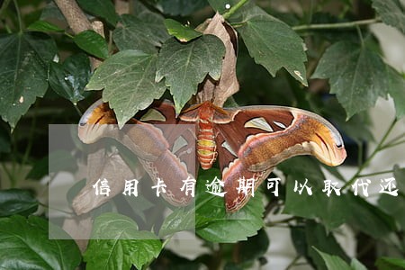 信用卡有逾期可以取代还吗 信用卡有逾期可以取代还吗