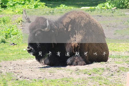 信用卡有逾期可以干闪送吗 信用卡有逾期可以干闪送吗