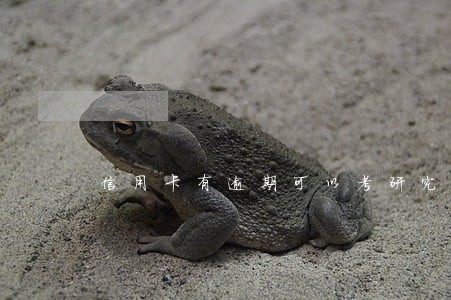 信用卡有逾期可以考研究生吗 信用卡有逾期可以考研究生吗