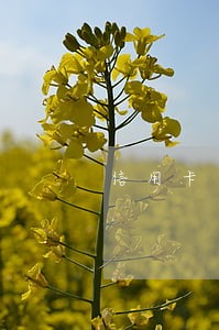 信用卡有逾期后来还完了能买车吗 信用卡有逾期后来还完了能买车吗