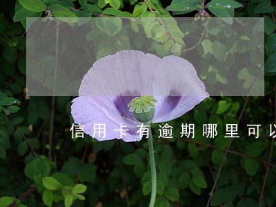 信用卡有逾期哪里可以借钱 信用卡有逾期哪里可以借钱