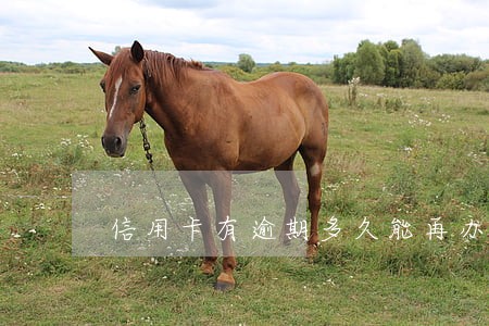 信用卡有逾期多久能再办