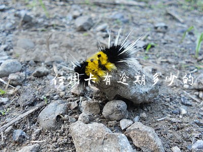 信用卡有逾期多少的 信用卡有逾期多少的