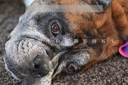 信用卡有逾期如何养卡 信用卡有逾期如何养卡
