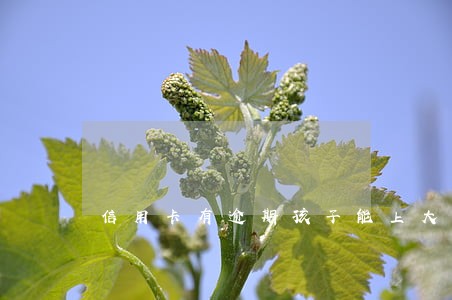 信用卡有逾期孩子能上大学吗