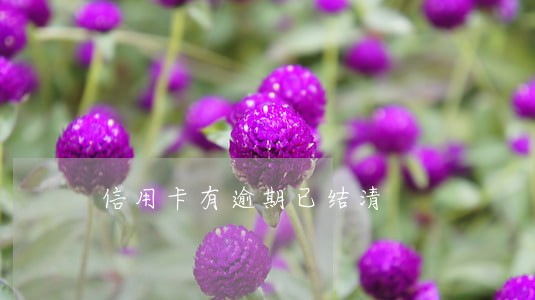 信用卡有逾期已结清