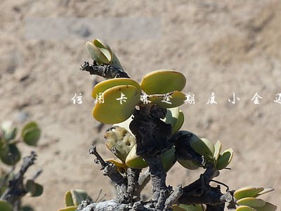 信用卡有逾期度小金还能用么