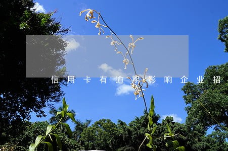 信用卡有逾期影响企业招标吗 信用卡有逾期影响企业招标吗