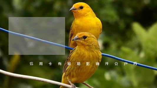 信用卡有逾期影响开公户吗 信用卡有逾期影响开公户吗