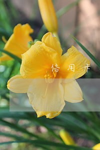 信用卡有逾期怎么打流水 信用卡有逾期怎么打流水